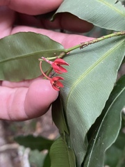 Rhabdophyllum arnoldianum image
