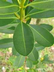 Alstonia spathulata