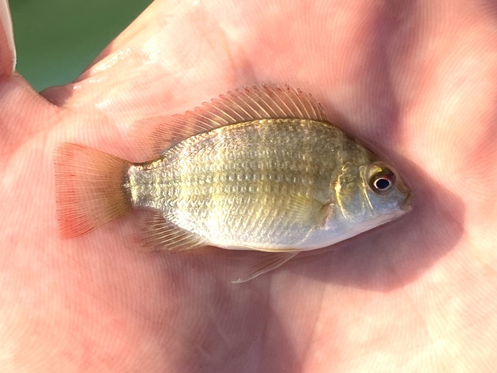 Schwebisch's tilapia (Oreochromis schwebischi) — Cichlidae
