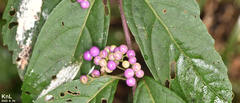 Callicarpa dichotoma