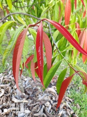 Garcinia nigrolineata