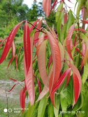 Garcinia nigrolineata