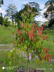 Garcinia nigrolineata