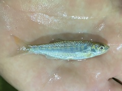 Opsaridium ubangiense