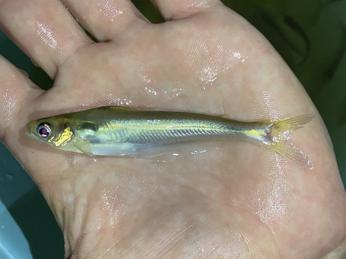 Grenfell's catfish (Schilbe grenfelli) — Schilbeidae — 5