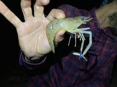 Macrobrachium vollenhovenii