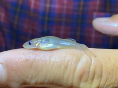 Chrysichthys ogooensis