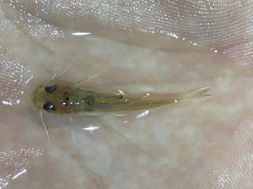 Ogowe catfish (Chrysichthys ogooensis) — Claroteidae — 4