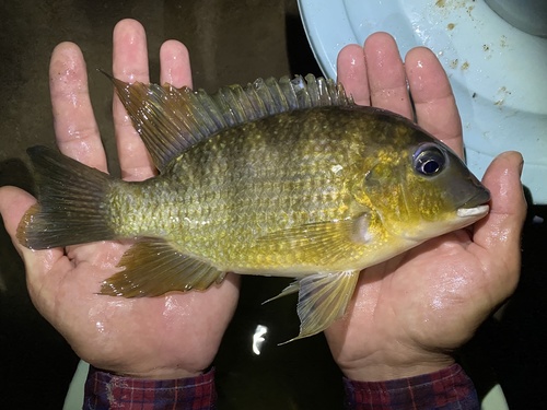 Coptodon tholloni