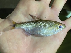 Bryconalestes intermedius