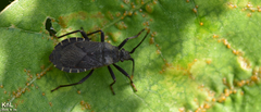 Hygia lativentris