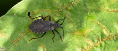 Hygia lativentris