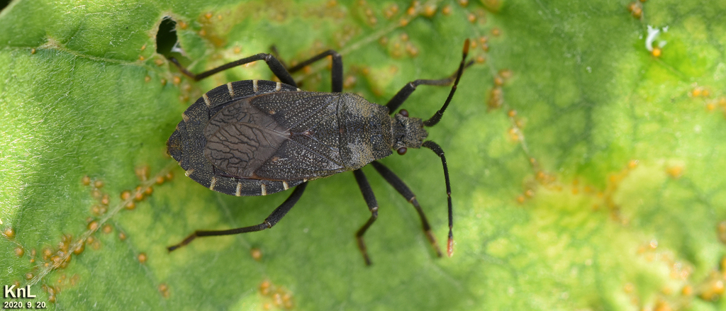 Hygia Lativentris From Seosan, Chungcheongnam-do, South Korea On 