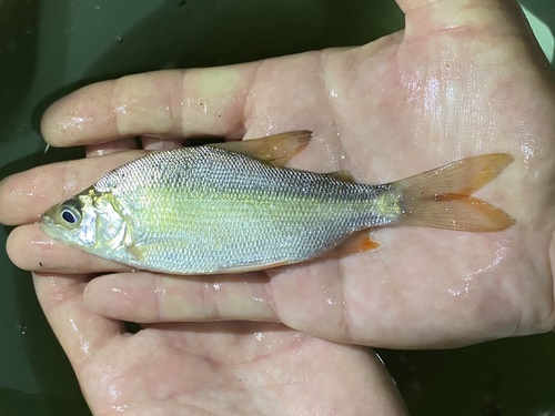 Spottail xenocharax (Xenocharax spilurus) — Distichodontidae — 4