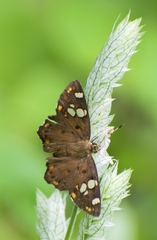 Coladenia indrani