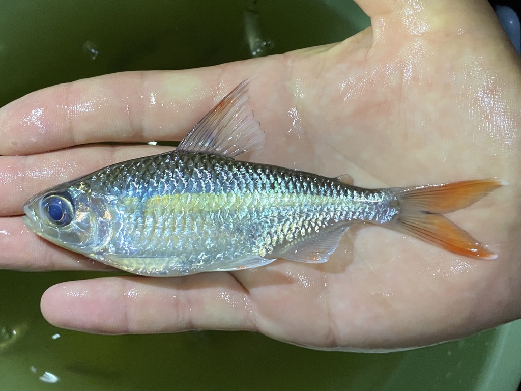 Bigeye tetra (Bryconaethiops macrops) — Alestidae