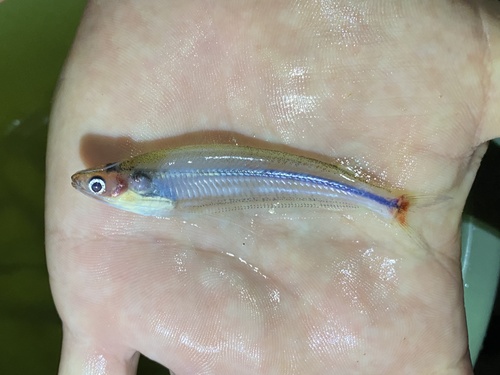 African glass catfish (Parailia occidentalis) — Schilbeidae — 5