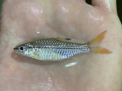 Enteromius holotaenia