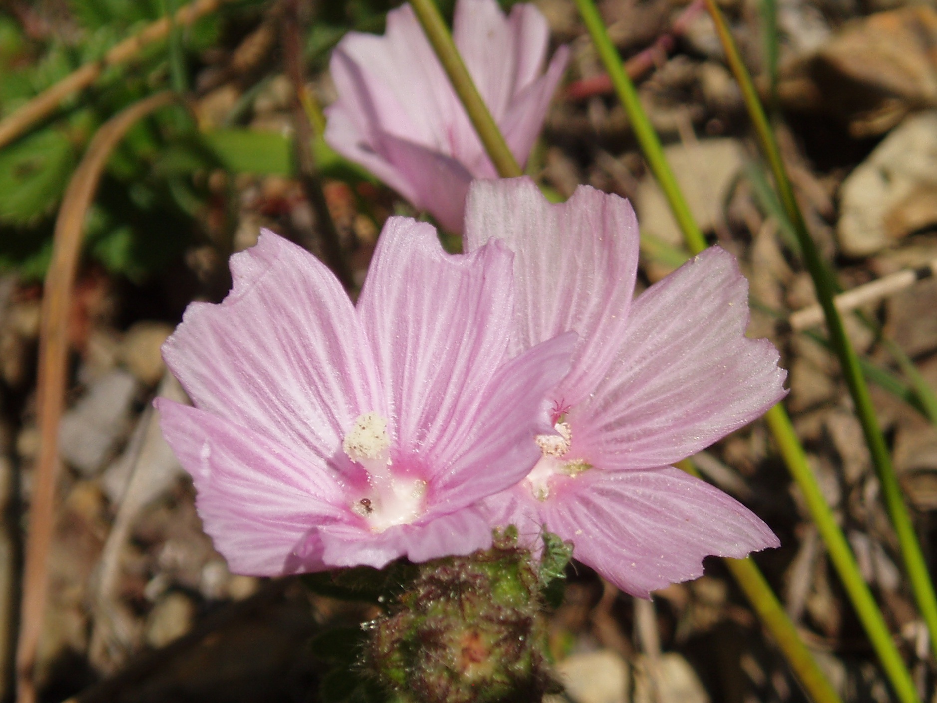Sidalcea malviflora