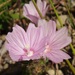 Sidalcea malviflora - Photo (c) Tom Hilton, alguns direitos reservados (CC BY)