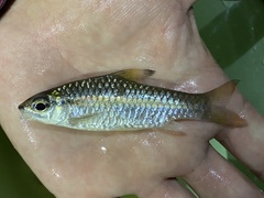 Enteromius holotaenia