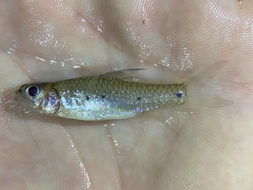 Threespot barb (Enteromius trispilomimus) — Cyprinidae — 2