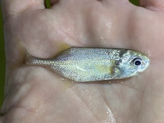 Petrocephalus simus