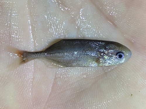 Petrocephalus sullivani · iNaturalist