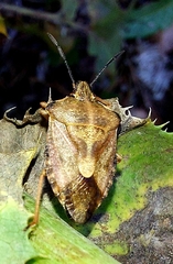 Carpocoris purpureipennis