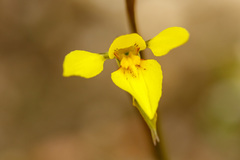 Diuris chryseopsis