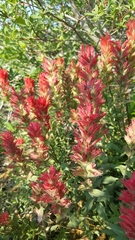 Castilleja parviflora