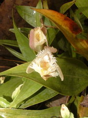 Sobralia fragrans