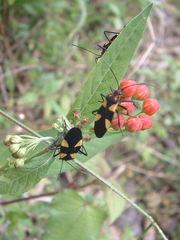 Oncopeltus varicolor varicolor