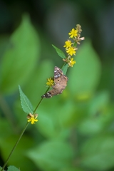 Coladenia indrani
