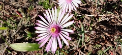 Lampranthus leptaleon