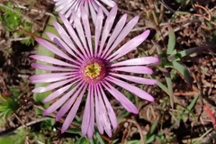 Lampranthus leptaleon