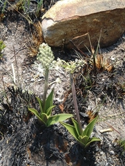 Schizocarphus nervosus