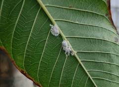 Pterygota