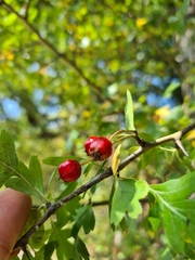 Crataegus