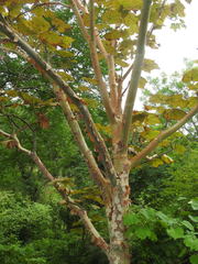 Sterculia urens