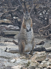 Notamacropus eugenii