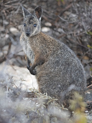 Notamacropus eugenii