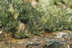 Usnea antarctica
