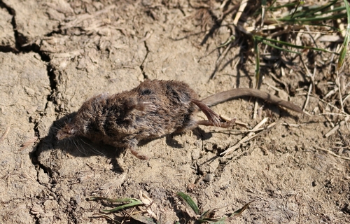 Caucasian Pygmy Shrew