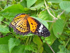 Cethosia mahratta