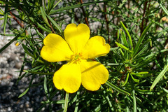 Hibbertia virgata