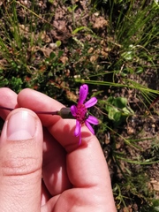 Senecio cymbalarifolius