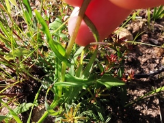 Senecio cymbalarifolius