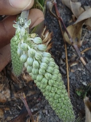 Schizocarphus nervosus