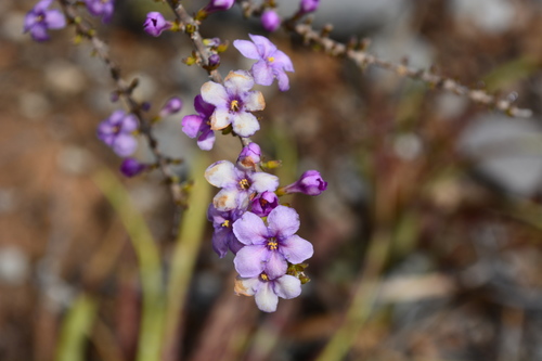 Plocospermataceae